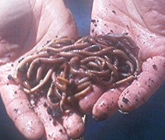 worms1.jpg